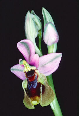 Mosca vermella ("Ophrys tenthredinifera")
