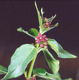 Pebrotera borda ("Vincetoxicum nigrum")