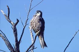 Falcó ("Falco peregrinus")