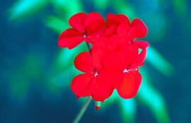 Gerani ("Geranium dissectum")