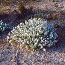 Herba de Bona ("Achillea maritima")