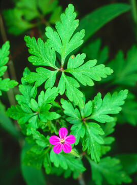 Agulles maries ("Geranium purpureum")