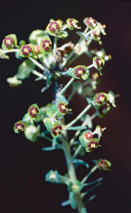 Floreta de pastor ("Euphorbia rigida")