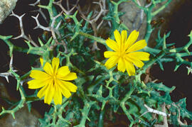 Gatell ("Launaea cervicornis")