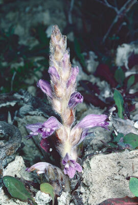 Espàrec bord ("Orobanche ramosa")