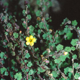 "Sibthorpia africana"