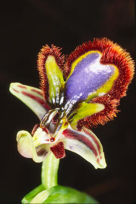 Abellera de mirall ("Ophrys speculum")