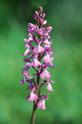 Botons de gos ("Anacamptis palustris")