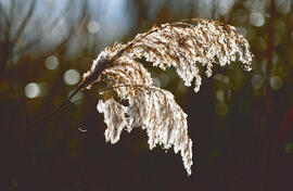 Canya borda ("Phragmites australis")