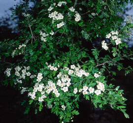 Arç blanc ("Crataegus monogyna")