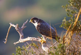 Falcó ("Falco peregrinus")