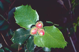 Fulles d'alzina ("Quercus ilex")