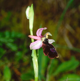 Mosca vermella ("Ophrys tenthredinifera")