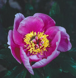 Peònia ("Paeonia mascula")