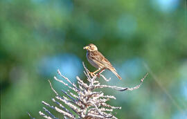 Sól·lera ("Emberiza calandra")