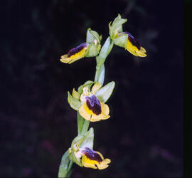 Abellera groga ("Ophrys lutea")