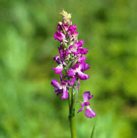 Orquídia ("Orchis palustris")