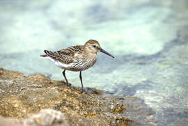 Passa-rius ("Calidris alpina")