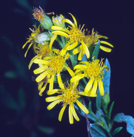 Vara d'or ("Solidago virgaurea")