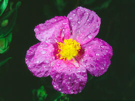 Estepa blanca ("Cistus albidus")