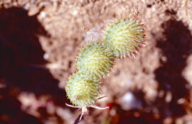 Llapassa, repalassa borda o bardana borda ("Xanthium strumarium")