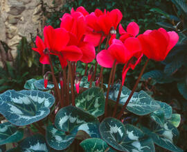 Ciclamen ("Cyclamen persicum")