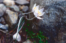 "Crocus biflorus"