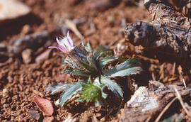 Enreixada ("Atractylis cancellata")