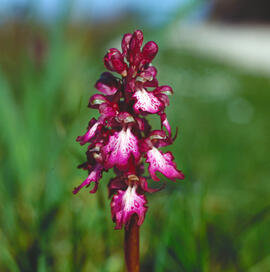 Botons de ca ("Orchis purpurea")