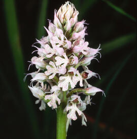 Orquídia ("Neotinea tridentata")