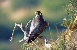 Falcó ("Falco peregrinus")