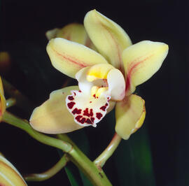 Orquídia barca ("Cymbidium")