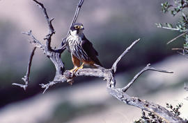 Falcó ("Falco peregrinus")