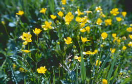Botons d'or ("Ranunculus weyleri")