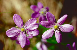 Herba fetgera ("Hepatica nobilis")
