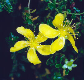 "Hypericum olympicum"