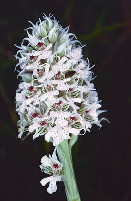 Orquídia ("Neotinea tridentata")