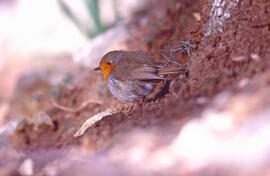 Rupit ("Erithacus rubecula")