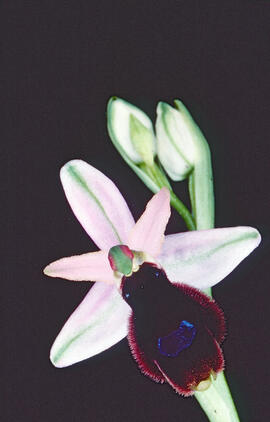 Orquídia ("Ophrys balearica")