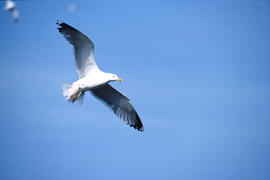 Gavina ("Larus michahellis")