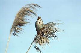 Sól·lera ("Emberiza calandra")