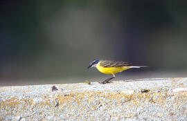 Xàtxero groc ("Motacilla flava")