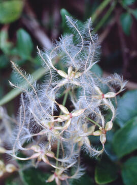 Gesamí bord ("Clematis flammula")