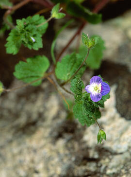 Verònica ("Veronica persica")