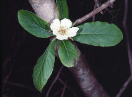 Nisprer ("Mespilus germanica")