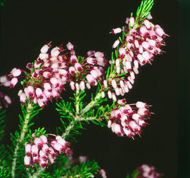 Bruc d'hivern ("Erica multiflora")