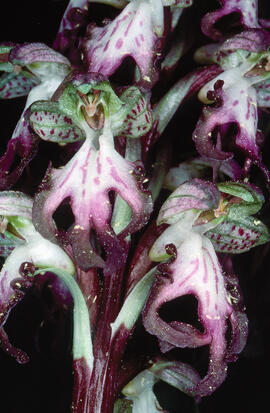 Mosques grosses ("Himantoglossum robertianum")