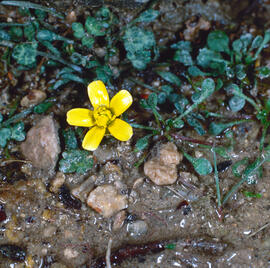 Botó d'or ("Ranunculus weyleri")