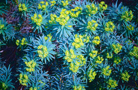 Lleteressa ("Euphorbia dendroides")