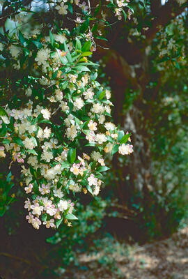 Murta ("Myrtus communis")